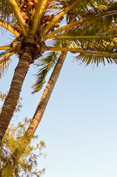 Palm tree isolate in a blue sky in Mombasa, Kenya