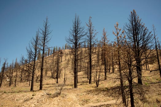 Field of burned trees in grassy field