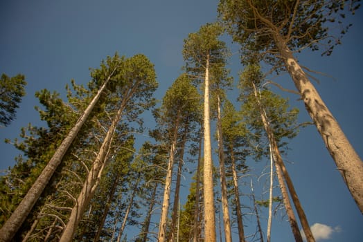 Low angle of evergreen trees