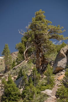 A single, weathered tree growing in rocks