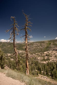 Pair of trees and large vista