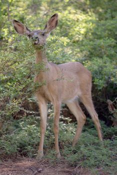 Mule Deer in Yosemite National Park