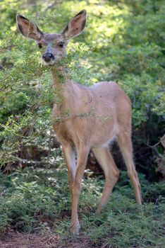 Mule Deer in Yosemite National Park