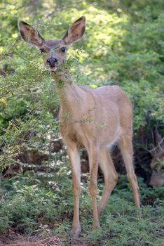 Mule Deer in Yosemite National Park