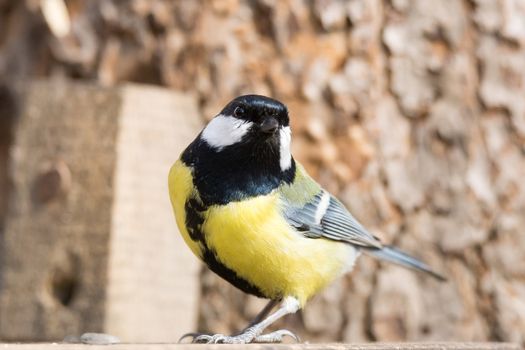 The photo shows tit on a branch