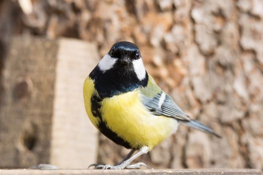 The photo shows tit on a branch