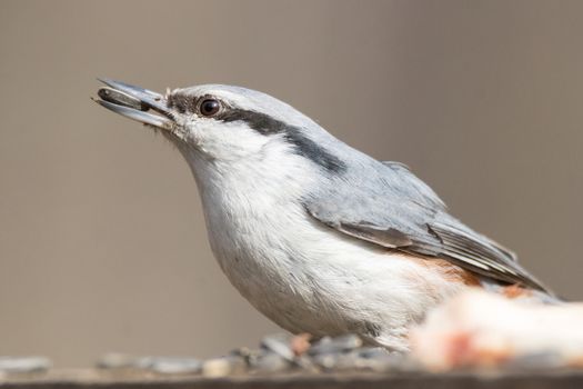 The photograph depicts nuthatch on the branch