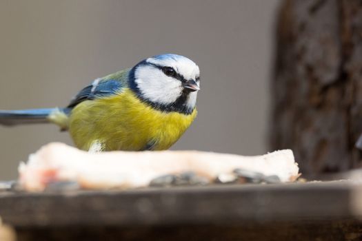 The photo shows tit on a branch