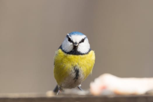 The photo shows tit on a branch