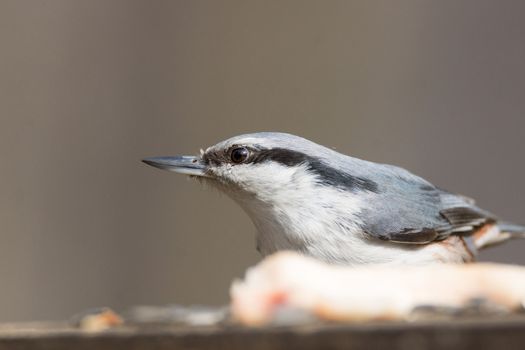 The photograph depicts nuthatch on the branch