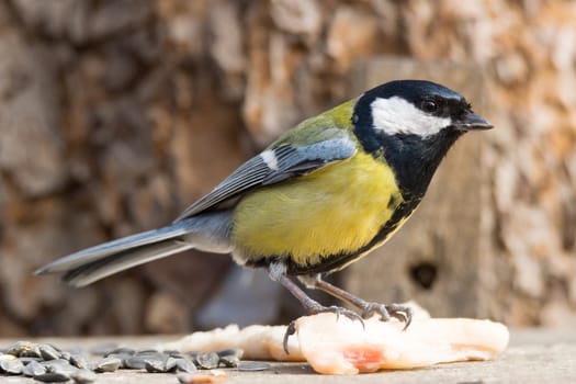 The photo shows tit on a branch