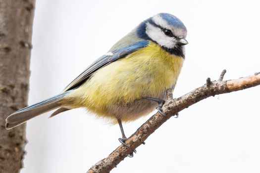 The photo shows tit on a branch