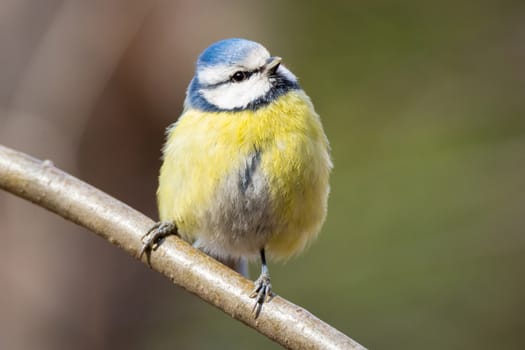 The photo shows tit on a branch