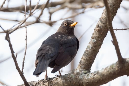 The photo shows a blackbird on a tree