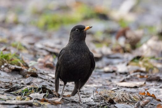 The photo shows a blackbird on a tree