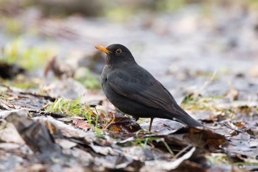 The photo shows a blackbird on a tree