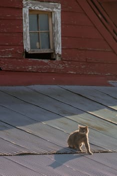 Cat on a tin roof of a red barn
