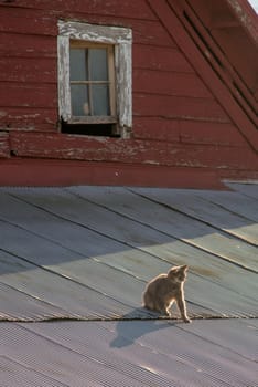 Cat on a tin roof of a red barn