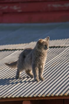 Cat on a tin roof of a red barn