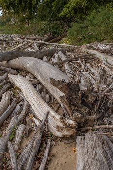 Driftwood at Falls On The Ohio State Park