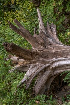 Driftwood at Falls On The Ohio State Park