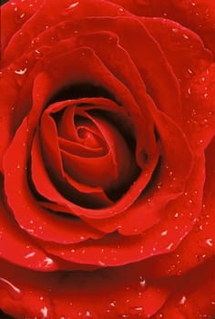 Extreme close-up of center of red rose with water droplets