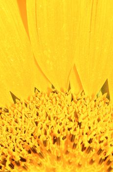 Extreme close-up of center of large yellow flower