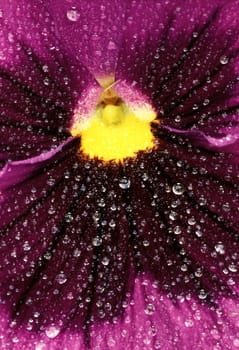 Center of pansy - extreme close-up