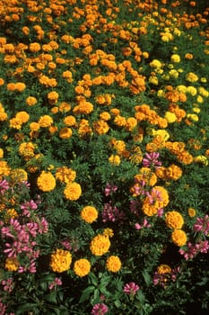 Group of marigold flowers