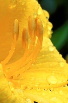 Close-up of center of Daylilly with water droplets