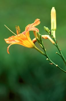 Daylilly blossom with water droplets