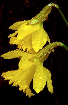 Yellow Daffodils with water droplets