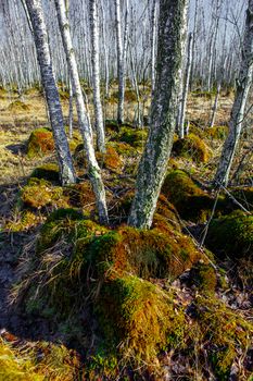 Birch tree forest on a Swamp in a sunny spring day