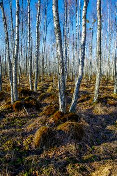 Birch tree forest on a Swamp in a sunny spring day