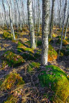 Birch tree forest on a Swamp in a sunny spring day