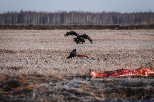 Two Black Crows Eating Carrion on a Field