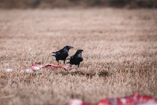 Two Black Crows Eating Carrion on a Field