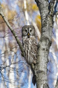 Great Gray Owl sitting on a tree in a spring forest