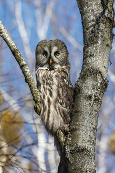 Great Gray Owl sitting on a tree in a spring forest