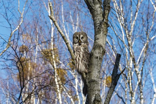 Great Gray Owl sitting on a tree in a spring forest