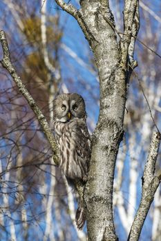 Great Gray Owl sitting on a tree in a spring forest