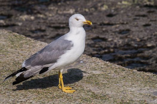Large bird Larus seagull in a summer day stock photo