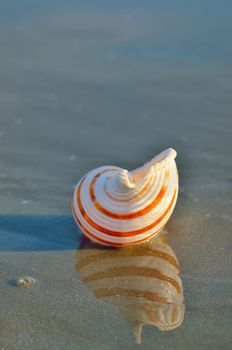 Sea shell on the sandy beach and reflexion