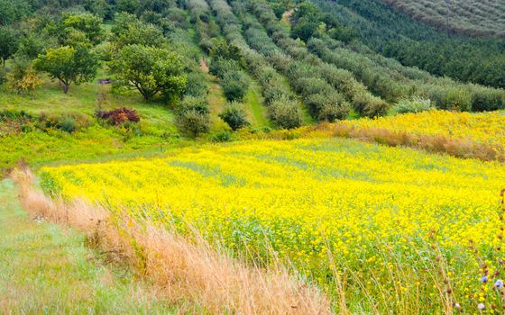 Colza plant yellow and green field