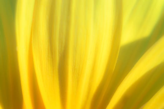 flowers as a colorful background, macro photo, nature series