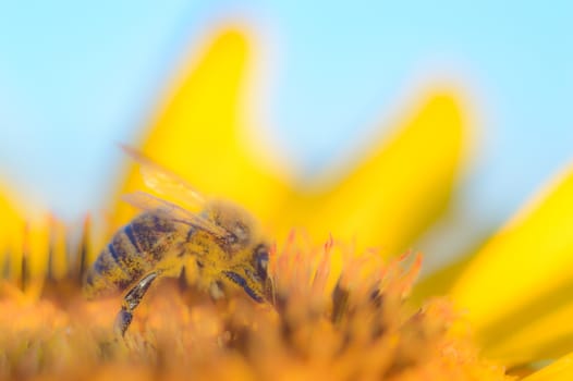 flowers as a colorful background, macro photo, nature series