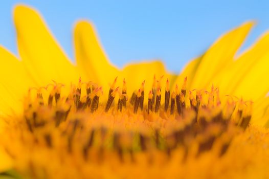 flowers as a colorful background, macro photo, nature series