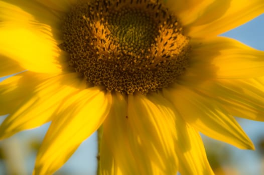 flowers as a colorful background, macro photo, nature series