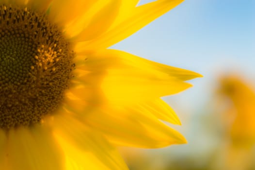 flowers as a colorful background, macro photo, nature series