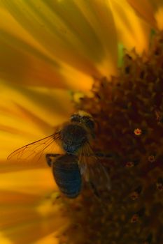 flowers as a colorful background, macro photo, nature series